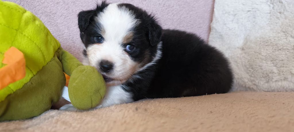 Du Val Eponyme - Chiots disponibles - Berger Australien