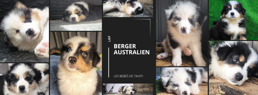 Chiot Berger Australien Du Val Eponyme