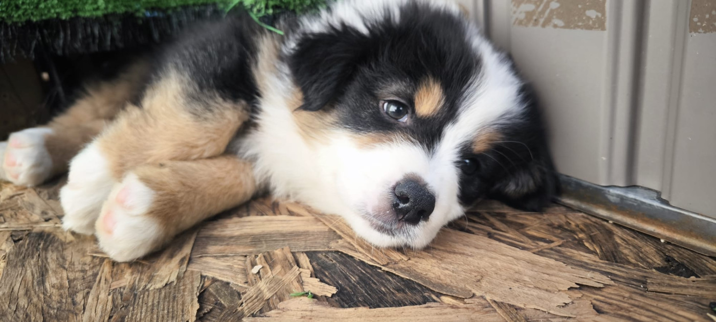 Du Val Eponyme - Chiots disponibles - Berger Australien