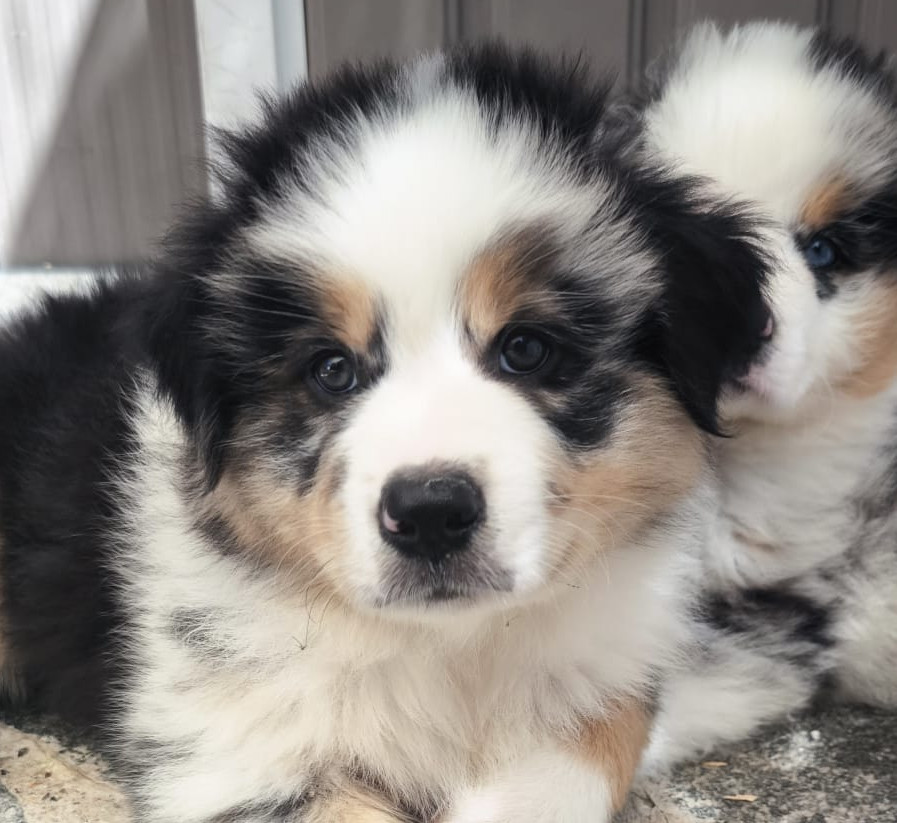 Du Val Eponyme - Chiots disponibles - Berger Australien