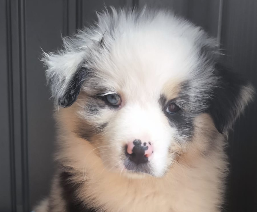 Du Val Eponyme - Chiots disponibles - Berger Australien
