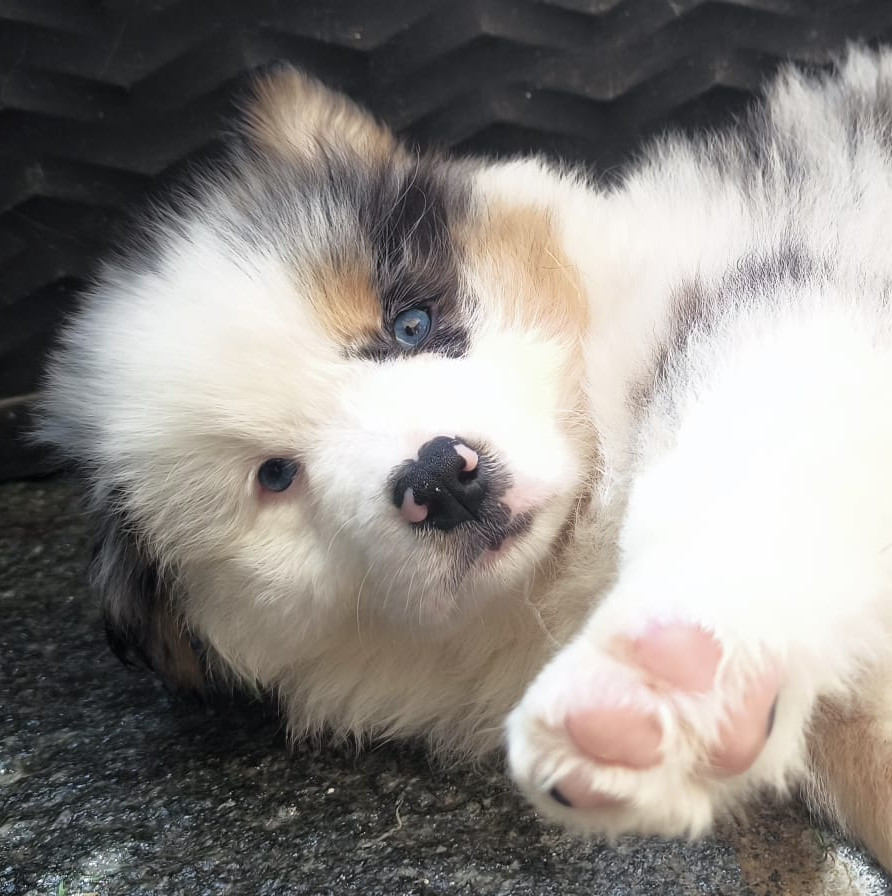 Du Val Eponyme - Chiots disponibles - Berger Australien
