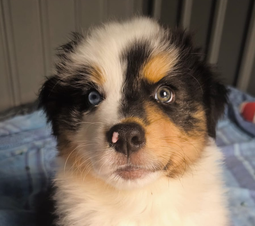 Du Val Eponyme - Chiots disponibles - Berger Australien