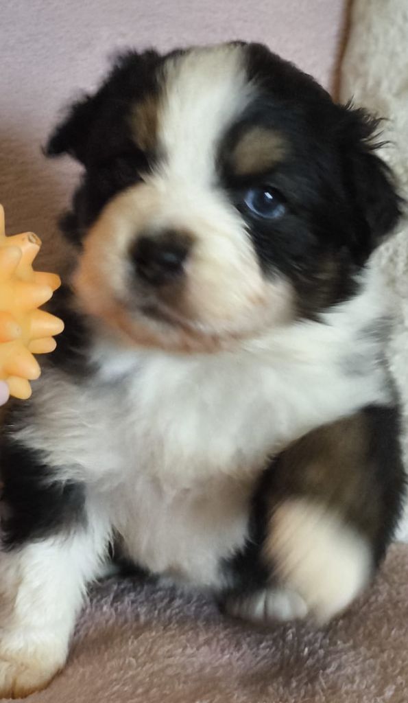 Du Val Eponyme - Chiots disponibles - Berger Australien