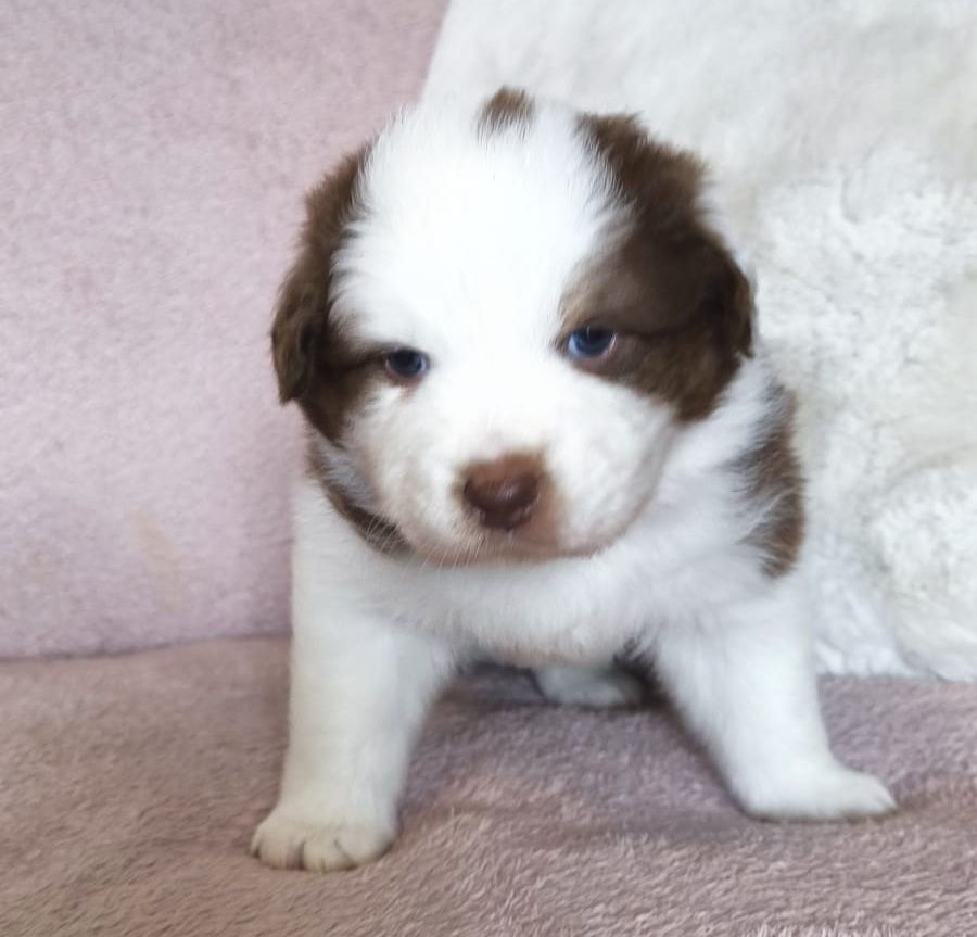 Du Val Eponyme - Chiots disponibles - Berger Australien